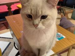 -猫色咖啡·猫咖
