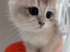 -瑞鹏宠物医院·骨科·猫科·内科(第一中心)