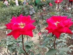 -人民公园(罗湖区)