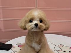 -FAELING PETS美天灵宠物(合生汇店)