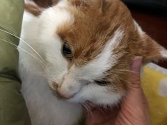 -艾贝尔宠物诊疗