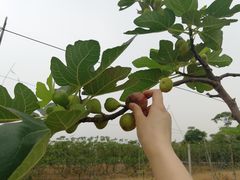 -新塘水果乐园(东洲大道店)