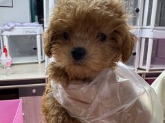 -翊宠yipet猫狗购宠庄园犬舍•猫舍