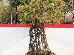 -南山植物园