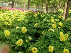 -石家庄市植物园