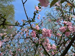 -上海共青森林公园