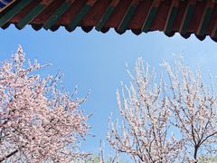 -桃花堤公园