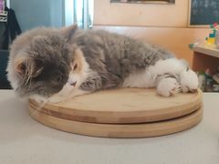 -Sweet cat·星愿猫咖(国贸大厦店)