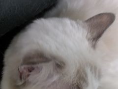 -佳雯宠物医院·皮肤科·内外科(春晓路分院)