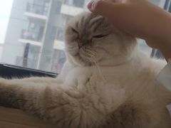 -喵园·猫主题咖啡厅·撸猫·猫咖(国贸店)