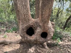 -上海佘山国家森林公园天马山园