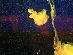 -西安曲江海洋极地公园