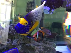 -中环花鸟鱼虫市场