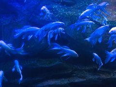 -芜湖新华联大白鲸海洋公园