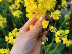 -西京湾花海