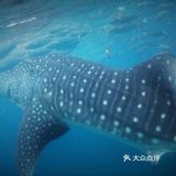 与鲸鲨共舞