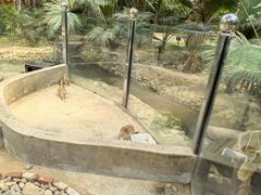 -呀路古热带植物园