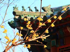 -月坛公园