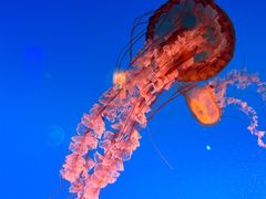 -太平洋海底世界