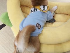 -逗柴咖啡屋·狗咖猫咖宠物桌游