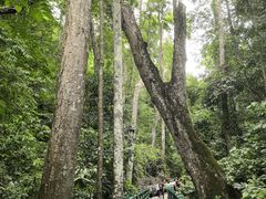 -西双版纳原始森林公园