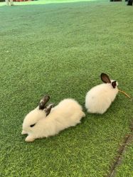 -萌宠亲子动物乐园(槐房万达店)