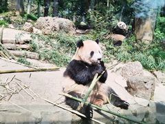 -都江堰中华大熊猫苑