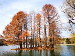 -上海共青森林公园