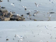 -深圳湾公园(南山区)