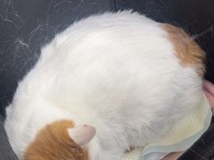 -美联众合动物医院·24h转诊中心
