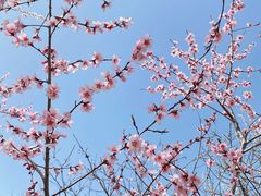 -桃花堤公园