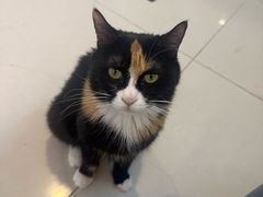 -平行世界·猫咖(首经贸店)