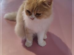 -三花喵·撸猫购宠·宠物生活馆(虹桥南丰城店)