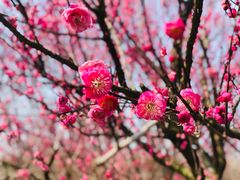 -花开海上生态园