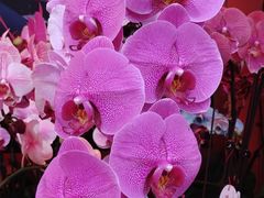 -越秀西湖花市(广州城市广场花卉店)