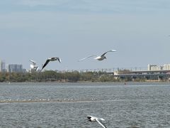 -人民防洪胜利纪念塔