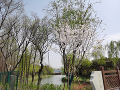 -顾村公园
