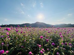 -径山花海