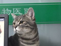 -半岛宠物医院24小时(科华中路店)