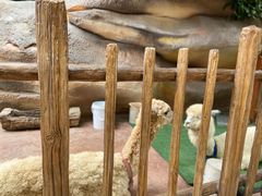 -杭州开元森泊度假乐园