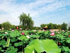 -建华生态湿地百荷园