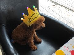 -百好乐宠物友好餐厅(朝外大街店)