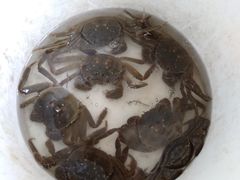 -乡乐园蟹庄·阳澄湖农家乐