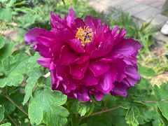 -洛阳市隋唐城遗址植物园
