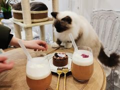 -共舞时光猫咖·狗咖(新街口店)