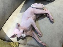 -啵啵喵·猫咖(攀华国际店)