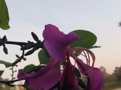 -南国桃园旅游度假区