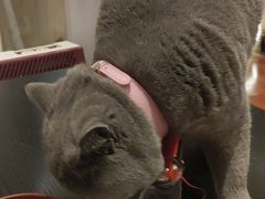 -猫小院猫主题咖啡厅(北锣店)