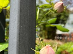 -上海市平和双语学校