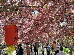 -莱阳濯村樱花园